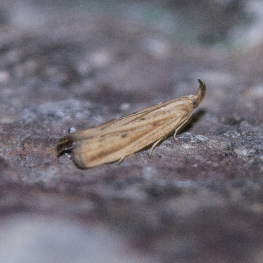 Hypsotropa unipunctella