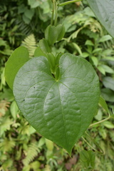 Dioscorea polygonoides