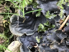Pseudocyphellaria dissimilis