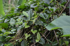 Dioscorea polygonoides