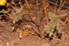 Hemidactylus sahgali