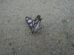 Glyphodes quadrimaculalis