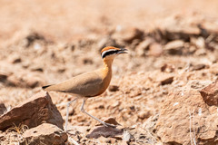 Cursorius coromandelicus