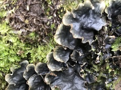Pseudocyphellaria dissimilis