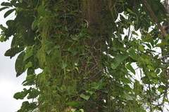 Dioscorea polygonoides