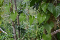 Dioscorea polygonoides