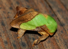 Parasa chloris