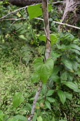 Dioscorea polygonoides