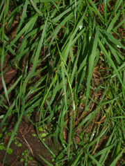 Microlaena stipoides