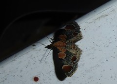 Chloroclystis lichenodes