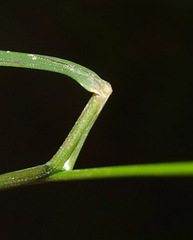 Microlaena stipoides