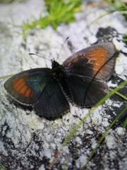 Erebia tyndarus