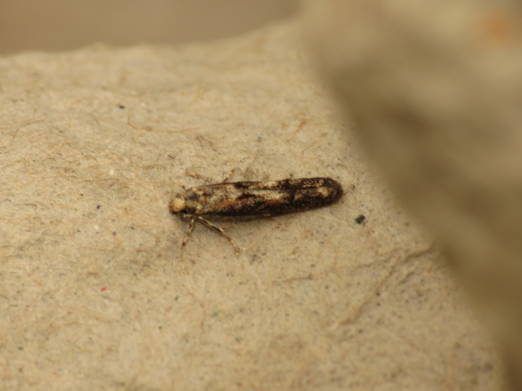 Apple Pith Moth