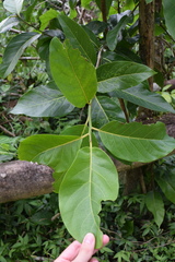 Pisonia roqueae