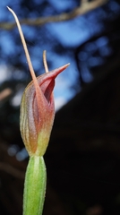 Pterostylis erecta