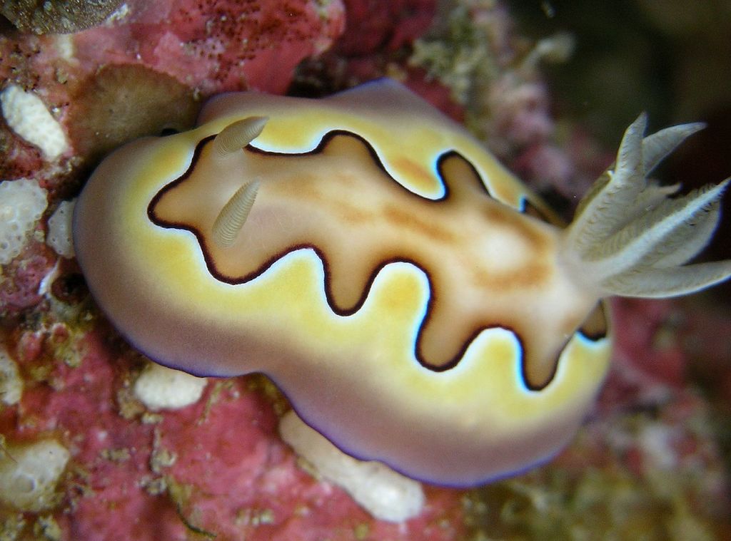 Coi's Goniobranchus