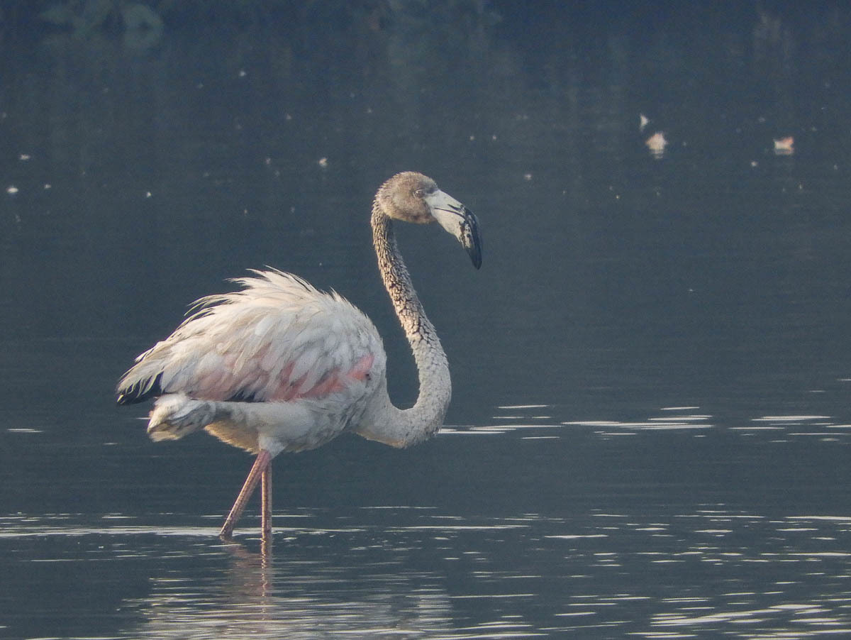 Greater Flamingo