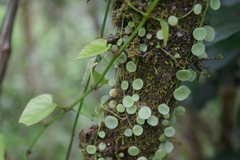 Peperomia rotundifolia