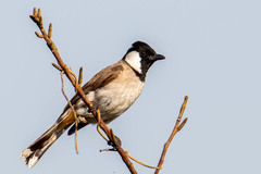 Pycnonotus leucotis