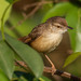 Plain Prinia - Photo (c) Uday Agashe, some rights reserved (CC BY-NC), uploaded by Uday Agashe