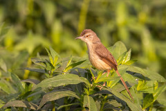 Prinia inornata