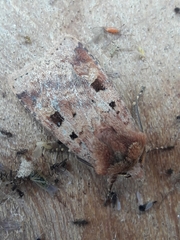 Diarsia mendica
