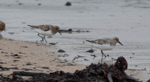 Bijeli žalar (Calidris alba)