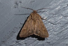 Ichneutica averilla