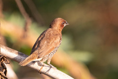 Lonchura punctulata