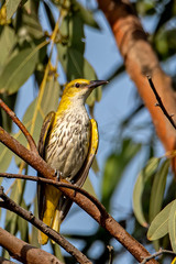 Oriolus kundoo