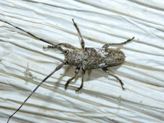 Lochmaeocles cornuticeps