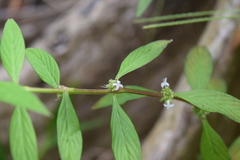 Spermacoce ocymifolia