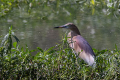 Ardeola grayii