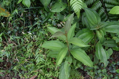 Miconia prasina