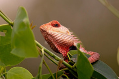 Calotes versicolor