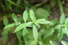 Spermacoce ocymifolia