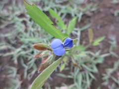 Crotalaria sessiliflora