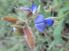 Crotalaria sessiliflora