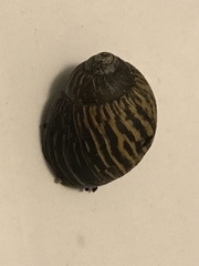 Bothriembryon kendricki