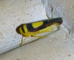 Colladonus clitellarius