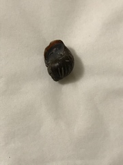 Bothriembryon kendricki