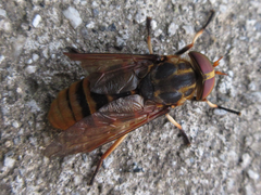 Tabanus chrysurus