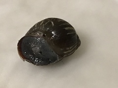 Bothriembryon kendricki