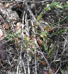 Muraltia muraltioides