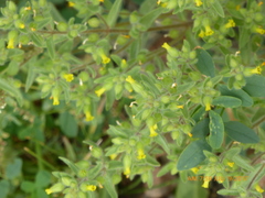 Mimetanthe pilosa