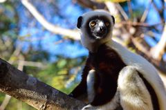 Propithecus coquereli