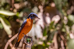 Monticola cinclorhyncha