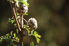 Petrophile diversifolia