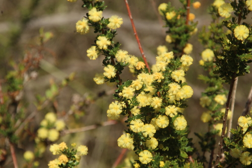Image of Acacia browniana by (c) Em Lamond, some rights reserved (CC BY)