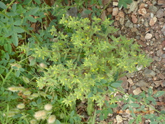 Mimetanthe pilosa